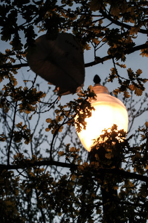 Trash In the Treesの写真素材