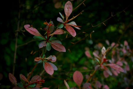 Red Leaves In Springの写真素材