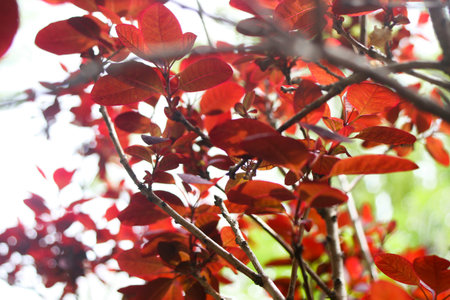Red Leaves in Springの写真素材