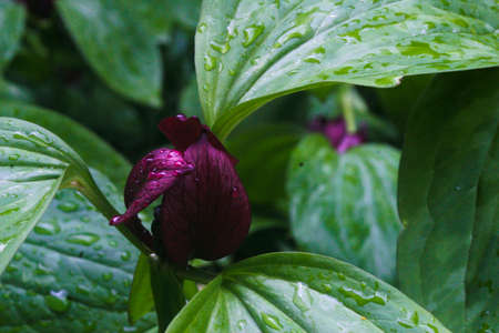 Purple Flowerの写真素材