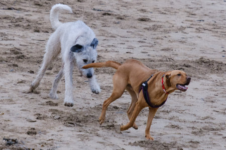 Dogs Playing on the Beach, Northern Ireland, UK