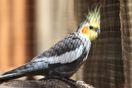Cockatiel (Nymphicus hollandicus), Northern Territory, Australia
