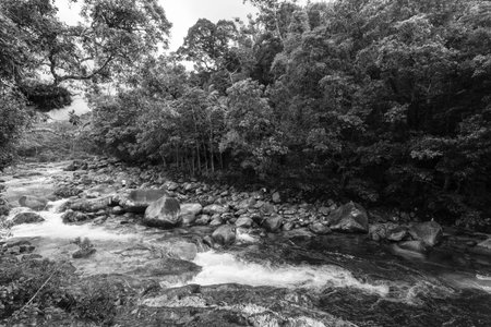 Mossman Gorge, Australiaの写真素材