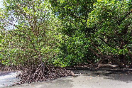 Mangroves on a Beach, Australiaの写真素材