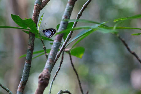 Butterfly, Australiaの写真素材