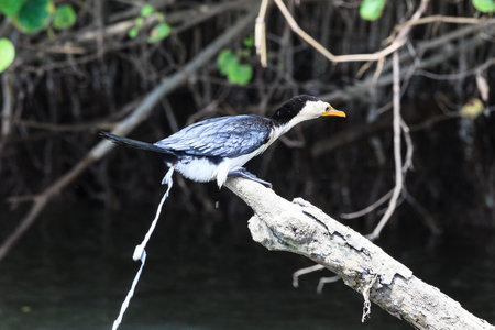 Cormoran, Australia