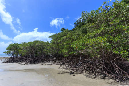 Mangroves on Cape Tribulationの写真素材