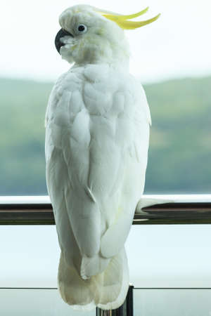 Sulphur-crested Cockatoo, in Hamilton Island, Queensland, Australiaの写真素材