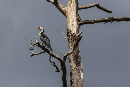 Little Pied Cormorant (Microcarbo melanoleucos), Daintree, Queensland, Australia