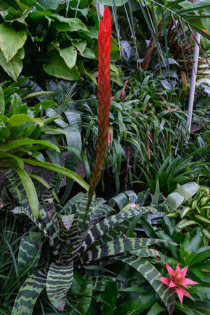 Flower in Glasshouse in Botanic Garden, Belfast, Northern Ireland, UKの写真素材