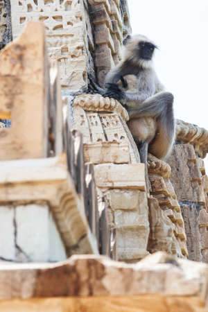 Southern Plains Grey Langur (Semnopithecus dussumieri) in Kumhshyam Temple, Chittorgarh, Rajasthan, Indiaの写真素材