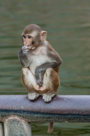Rhesus macaque (Macaca mulatta), in Hanuman Temple, Jaipur, Rajasthan, India