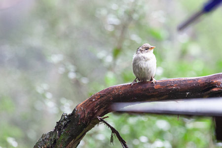 House Sparrow (Passer domesticus) at Dunedin Ecosanctuary, South Island, New Zealand