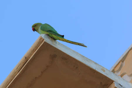 Rose-ringed Parakeet (Psittacula krameri), Khandela, Rajasthan, Indiaの写真素材