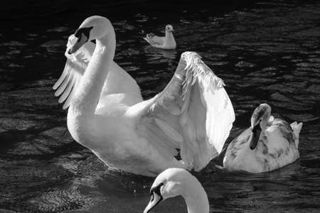 Mute Swan (Cygnus olor), Belfast Waterworks, Northern Ireland, UKの写真素材