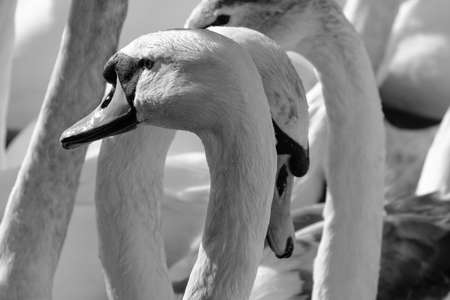 Mute Swan (Cygnus olor), Belfast Waterworks, Northern Ireland, UKの写真素材