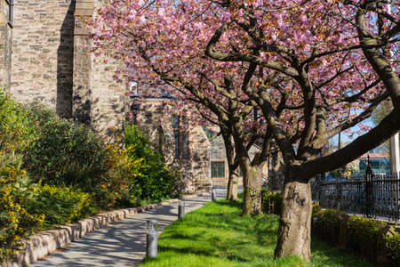 Japanese Cherry (Prunus serrulata), Fisherwick Church, Belfast, Northern Ireland, UKの写真素材