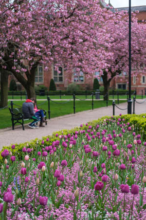 Japanese Cherry (Prunus serrulata) and Tulips, Queen's University, Belfast, Northern Ireland, UKの写真素材