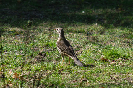 Mistle Thrush (Turdus viscivorus), Victoria Park, Northern Ireland, UK