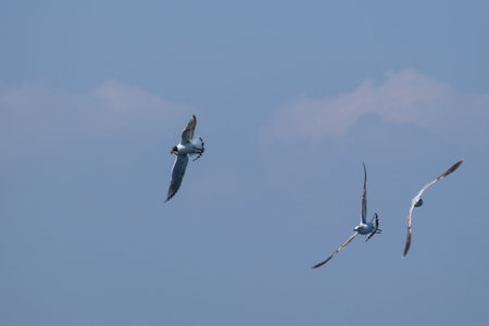 Black-headed Gull (Chroicocephalus ridibundus), Holywood, Northern Ireland, UK