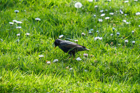 European Starling (Sturnus vulgaris), Victoria Park, Belfast, Northern Ireland, UK