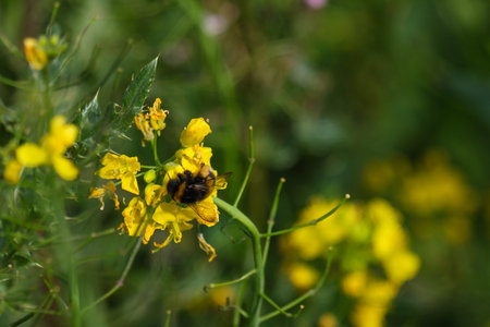 Buff-tailed Bumble Bee (Bombus terrestris), Lagan River, Belfast, Northern Ireland, UK