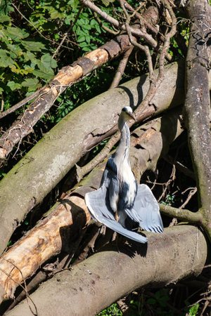 Grey Heron (Ardea cinerea), Lagan River, Belfast, Northern Ireland, UK
