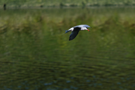 Common Tern (Sterna hirundo), Lagan River, Belfast, Northern Ireland, UK
