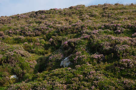 Erica Bloom at Slieve League Cliff, Donegal, Irelandの写真素材
