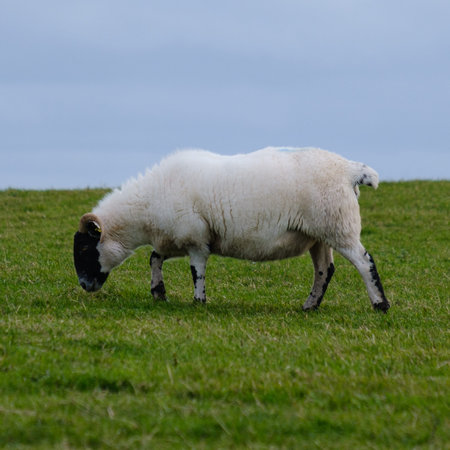 Sheep at Giant's Causeway Path, Northern Ireland, UK