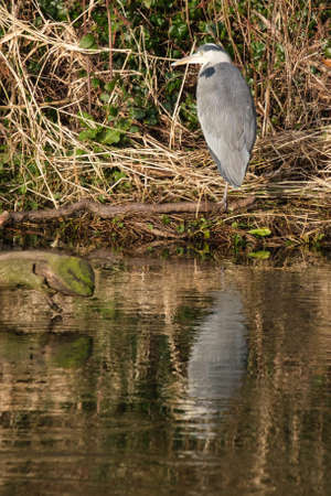 Grey Heron (Ardea cinerea), Antrim, Norterhn Ireland, UKの写真素材