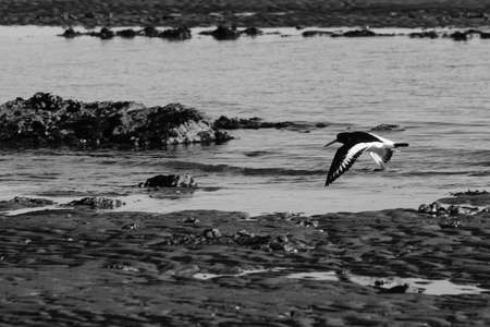 Eurasian Oystercatcher (Haematopus ostralegus), Whiteabbey, Belfast, Northern Ireland, UKの写真素材