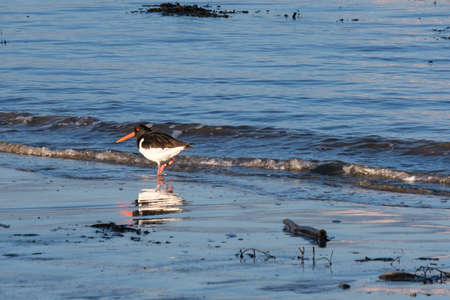 Eurasian Oystercatcher (Haematopus ostralegus), Larne, Northern Ireland, UKの写真素材