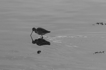 Black-tailed Godwit (Limosa limosa), Victoria Park, Belfast, Northern Ireland, UK