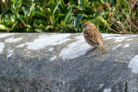 House Sparrow (Passer domesticus), Pormuck Harbour, Northern Ireland, UK