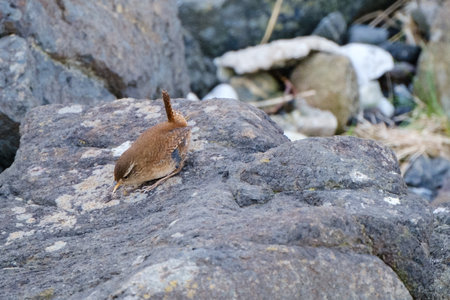 Eurasian Wren (Troglodytes troglodytes) , Pormuck Harbour, Northern Ireland, UKの写真素材