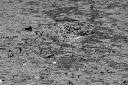 Eurasian Curlew (Numenius arquata), Victoria Park, Belfast, Northern Ireland, UKの写真素材