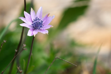 Broad-leaved Anemone Anemone hortensis), Gravina di Laterza, Puglia, Italyの写真素材