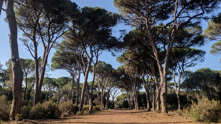 Trees lined up with a dirt roadの写真素材