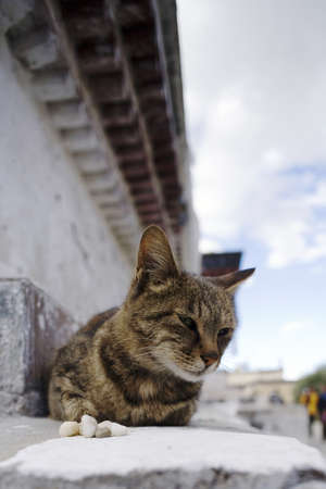 Cat on the roofの写真素材