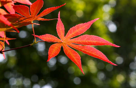 Close up of red leaves on treeの写真素材