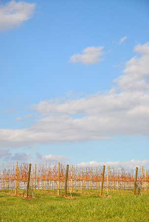 Vineyard with a vibrant cloud filled sky and bright green grass.の写真素材