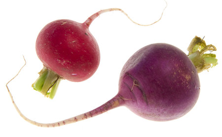 A pair of red and purple radishes(Raphanus sativus) isolated on a white background. 