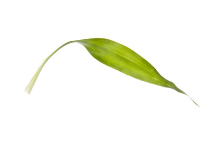 Simple green leaf from a bamboo plant. File includes a clipping path.