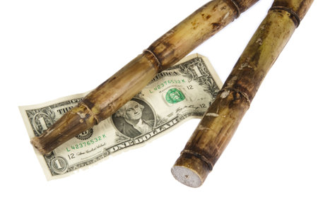 Two stalks of sugar cane (saccharum) and an american dollar bill symbolize the cost of sugar. Studio shot on a white background.の写真素材