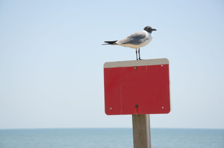An empty red and white sign with a sea bird sitting on top of it against an ocean background.  Selective focus image with the focus on the sign.  Sign has a worn texture with some rust and bird droppings.  A great copy space for your message.の写真素材