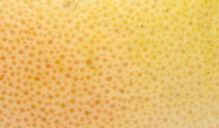 Close up image of grapefruit skin makes a great border or background iamge.の写真素材