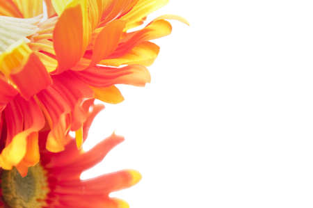Soft focus technique gives this image of red and yellow gerbera gerber daisies an illustrative quality even though it is a photograph.の写真素材