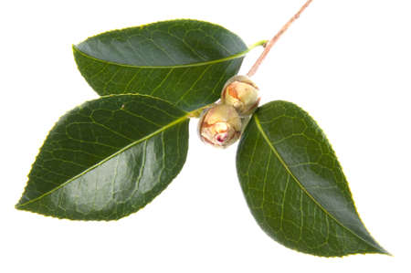 Two flower buds are not yet open isolated on white の写真素材