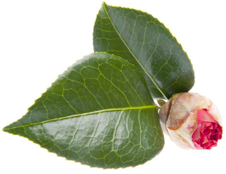 Fresh bud just starting to open for a pink or red flower isolated on white の写真素材